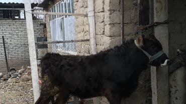 сколько стоит спаниель щенок: Продаю | Музоо, торпок | На откорм | Привязанные — 5