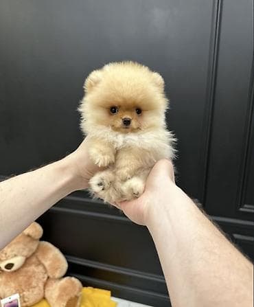Продажа собак: Шпиц, 1 месяц, Самец, С прививкой, С родословной — 10