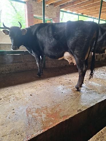 продаю коров: Продаю | Корова (самка) | Для молока | Привязанные — 2