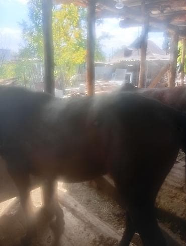Продаю | Жеребец | Рабочий