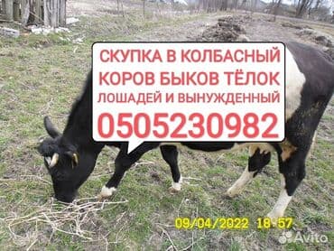 купить измельчитель травы и сена: Куплю | Коровы, быки, Лошади, кони | Круглосуточно, Любое состояние, Забитый — 1