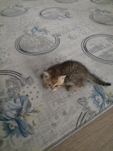 Котёнок, тигровый окрас (коричневый табби) с белыми отметинами