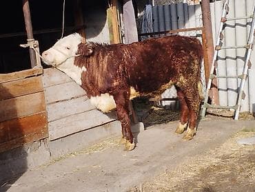 инкубационный яица: Продаю | Бык (самец) | Герефорд | На откорм — 2
