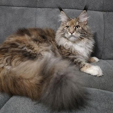 Мейн-кун, 1 жаш, Ургаачы, Таш бака