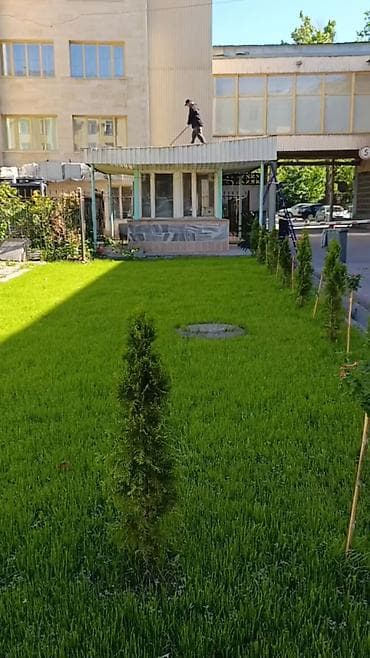 Семена и саженцы: 🌱Теневой газон PARK - для участков где из-за отсутствия попадания — 10