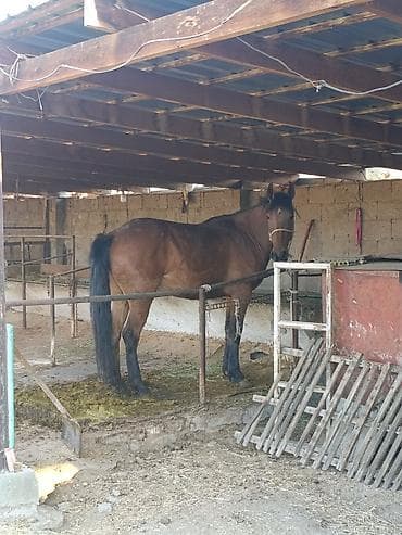 жеребенок: Продаю | Жеребенок | Рабочий | Племенные — 2