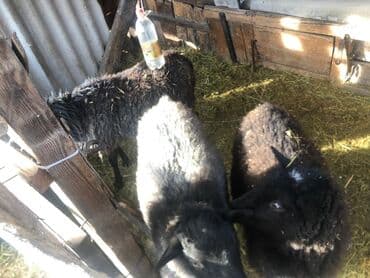 узи для животных цена: Продаю | Овца (самка), Ягненок, Баран (самец) | Романовская — 4