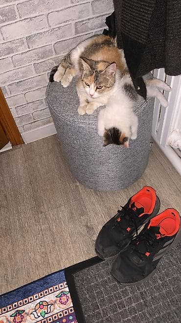 янтарный: 3 года, Девочка, Приучена к лотку, Проглистована — 3