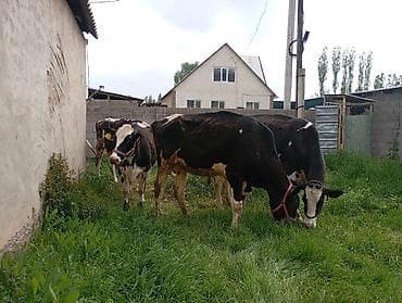 порода голштин: Продаю | Корова (самка) | Для молока | Привязанные — 3