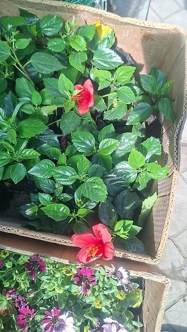 Гибискус (Hibiscus rosa-sinensis) — молодые кустики в индивидуальных