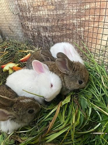Кемирүүчүлөр: Кролики разные окрасы: белые с красными глазами и серо-бурые — 1