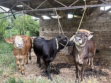 Продаю | Корова (самка) | Привязанные at lalafo.kg Продаю | Корова (самка) | Привязанные
