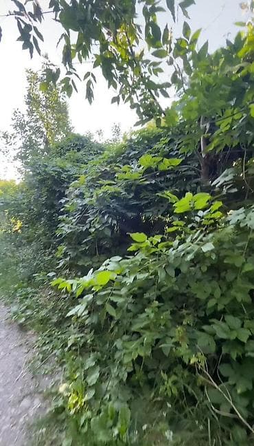 Дома: 🚨 Шашылыш сатылат! 🏡 Сокулук району, «Вишенка» дача конушу ✨ Табияты — 6