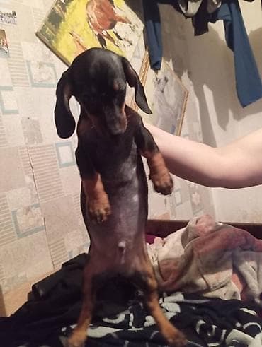 еда для собак: Продаются щенки породы таксы, два мальчика и одна девочка — 9