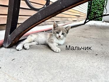 продам кошку: Котята, домашние, от одной кошки. Возраст на фото — малыши, уже едят — 1
