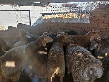 индук сатылат: Сатам | Кочкор (эркек) | Көбөйтүү үчүн — 4