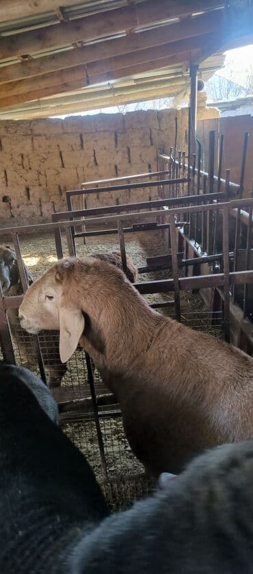 дойни корова: Продаю | Баран (самец) | Арашан | Для разведения | Племенные — 7