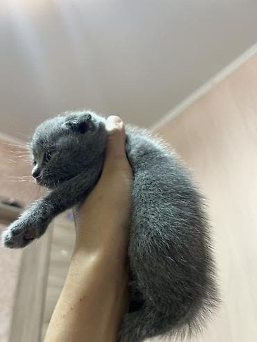 Продажа кошек: Шотландские вислоухие котята (Scottish Fold) дата рождения: 15.03.2026 — 4
