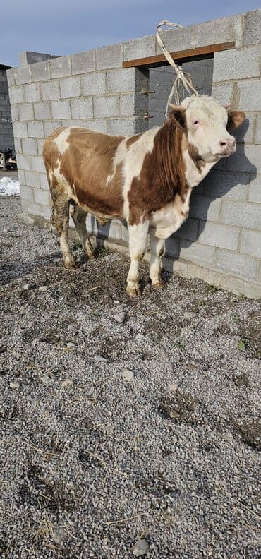 Продаю | Корова (самка), Бык (самец), Тёлка | Монбельярд | Для разведения, Для молока | Осеменитель at lalafo.kg Продаю | Корова (самка), Бык (самец), Тёлка | Монбельярд | Для разведения, Для молока | Осеменитель
