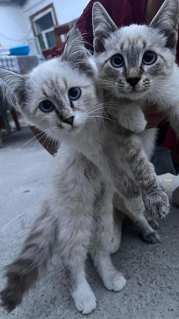 Үй жаныбарлары: 3 айлык, Эркек — 1