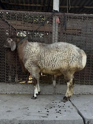 Продаю | Баран (самец) at lalafo.kg Продаю | Баран (самец)