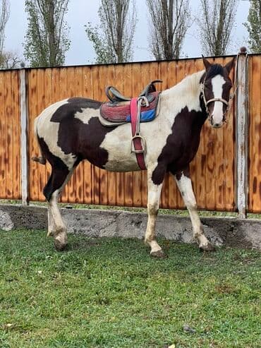 купить собаку для охоты: Продаю | Конь (самец) | Рабочий — 1