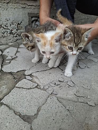 кошка домашний: Отдалим в хорошие руки, очаровательные котята из одного помёта — 5