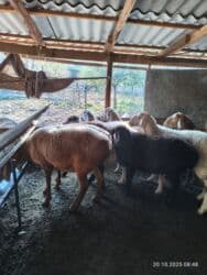 продажа щенков немецкой овчарки с документами в бишкеке: Сатам | Ургаачы кой (ургаачы) | Союуга — 5