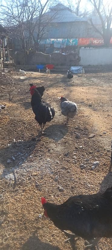 животные птицы: Продаю | Куры | Домашняя | Для разведения — 9