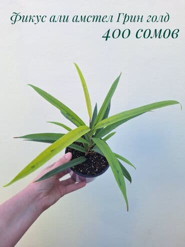 покупка деревьев: ● Комнатные растения (укоренённые черенки, молодые растения, взрослые — 28