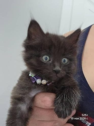 я ищу котёнка: Кошка даром: Беспородная, 2 месяца, Девочка — 4