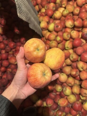 одежды для малышей: Яблоки Оптом — 1