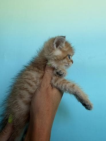 девон рекс котята: Скотиш Фолд (Шотландская вислоухая), 1 месяц, Мальчик, Золотая шиншилла, Приучена к лотку — 10
