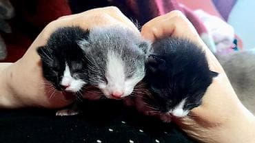 котяты: Кошка даром: Гималайская, 2 месяца, Девочка, Приучена к лотку — 5