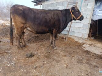 продажа щенков немецкой овчарки с документами в бишкеке: Сатам | Уй (ургаачы) | Алатоолук | Көбөйтүү үчүн, Сүт алуу үчүн | Бооз, Асыл тукумдуу — 4