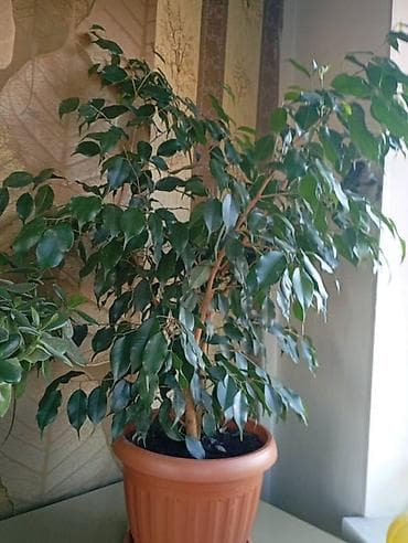 Фикус Бенджамина в горшке - Декоративнолистное комнатное дерево с
