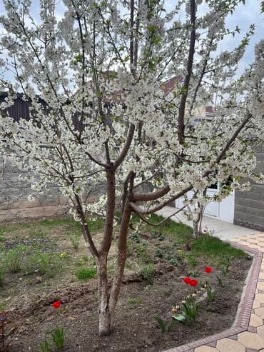 сниму 1 комнатную квартиру в бишкеке: 20 м², С мебелью, Без мебели — 1