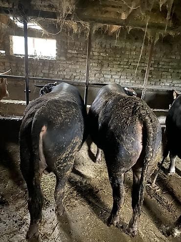 кукуруза семина: Продаю | Бык (самец) | Полукровка | На откорм | Привязанные — 4