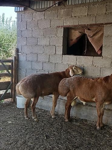 кошки манчкины: Продаю | Баран (самец) | Арашан | Для разведения — 5