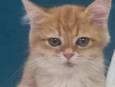 договорная кошка даром британская короткошёрстная 1 год мальчик метис 2 позвонить написать: Кошка золотая шиншилла 2года, развязана не стерилизованна (домашняя — 2