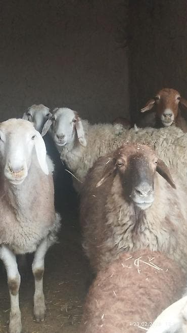 животные крс: Продаю | Овца (самка) | Для разведения — 4