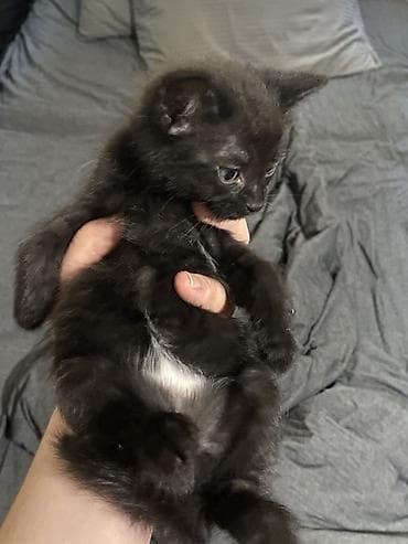 scottish fold: Отдам котят в добрые руки,месячные котята,ходят в лоток кушают — 1