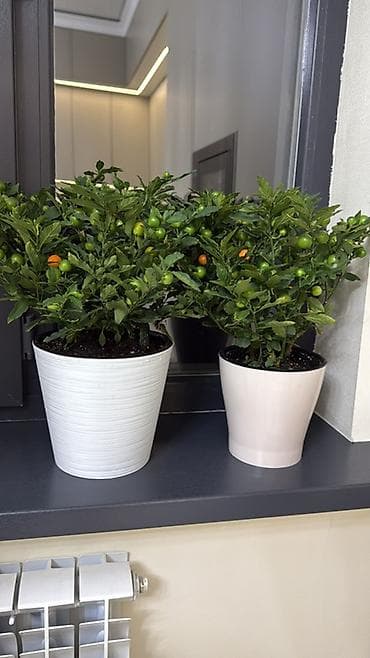 растения: Если два купите третий в подарок 🎁 Комнатный декоративный перец — 2