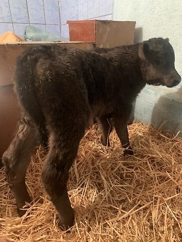 бычки обмен: Продаю | Музоо, торпок | Ангус, Швицкая | На откорм, На забой, Для разведения | Племенные — 8