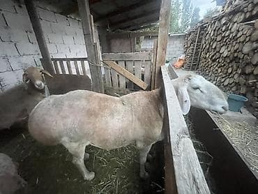 Животные: Продаю | Овца (самка) | Для разведения | Матка — 2