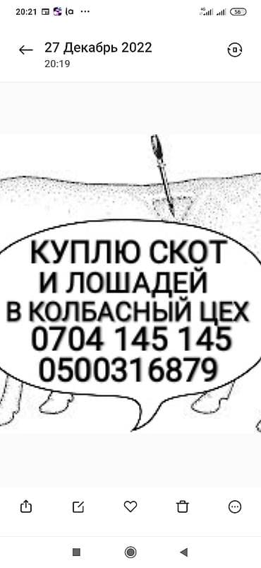 Куплю с/х животных: Частное лицо, Колбасный цех : Коровы, быки, Лошади, кони, Другие с/х животные, | Круглосуточно, Любое состояние, Забитый — 1