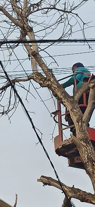 разнорабочий керек: Спил самых сложных опасных деревьев пилим дрова. Можно с гвоздями — 4