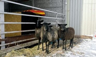 сколько стоит щенок золотистого ретривера: Продаю | Овца (самка), Ягненок, Баран (самец) | Гиссарская, Арашан, Романовская | На забой, Для разведения, Для шерсти | Племенные, Котные, Осеменитель — 1