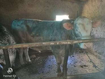 купить паука: Продаю | Бык (самец) | На откорм | Привязанные — 1