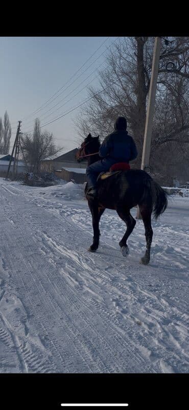 Зоотовары: Продаю | Конь (самец) | Рабочий — 2